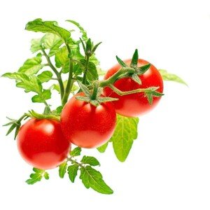Click and Grow mini paradajky kapsule so semienkami a substrátom 3ks